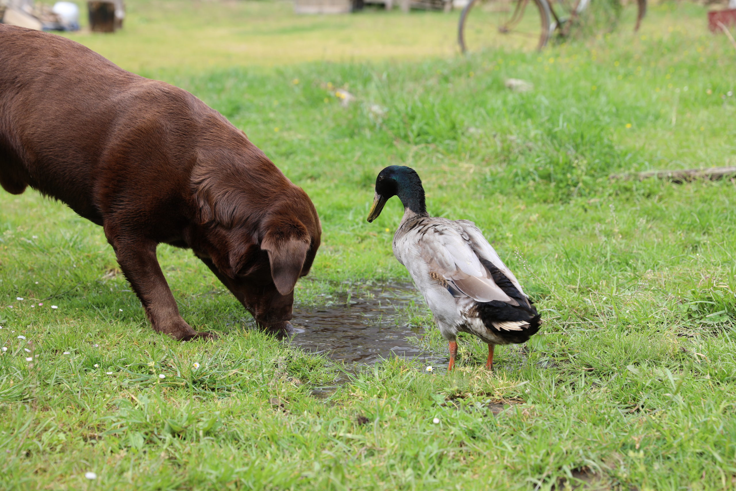 Amazing Animal Friends - Love Nature