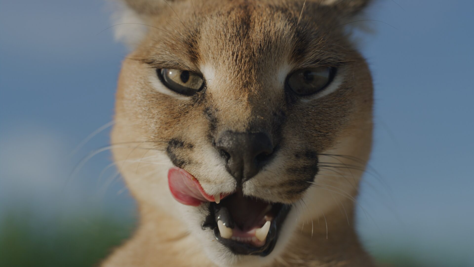 Wild Cats - Love Nature