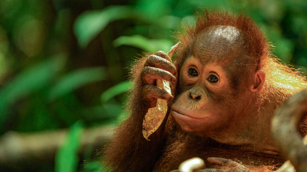 Orangutan Jungle School Season 3